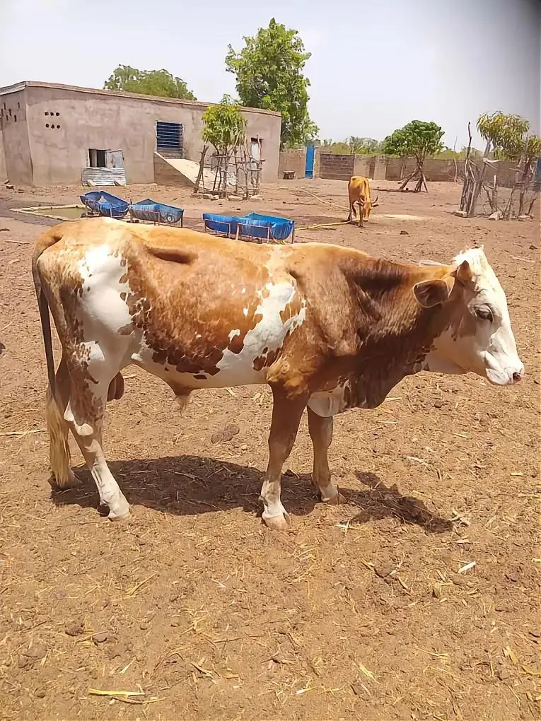 Bœuf pie disponible à l'achat au Mali — Terre Mali