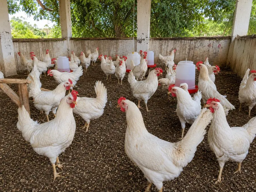 Poulets élevés dans une ferme avicole au Mali — Terre Mali