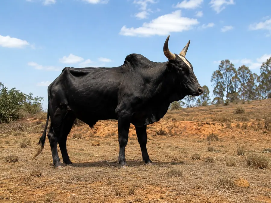 Zébu Maure destiné à l’embouche bovine au Mali dans un environnement sahélien